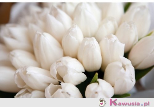 Białe tulipany