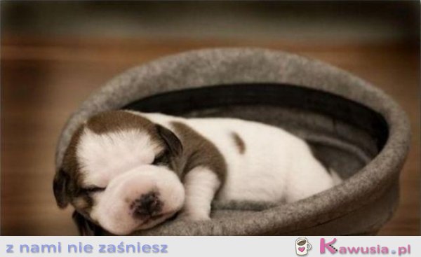 Słodziak śpi w kapelusiku