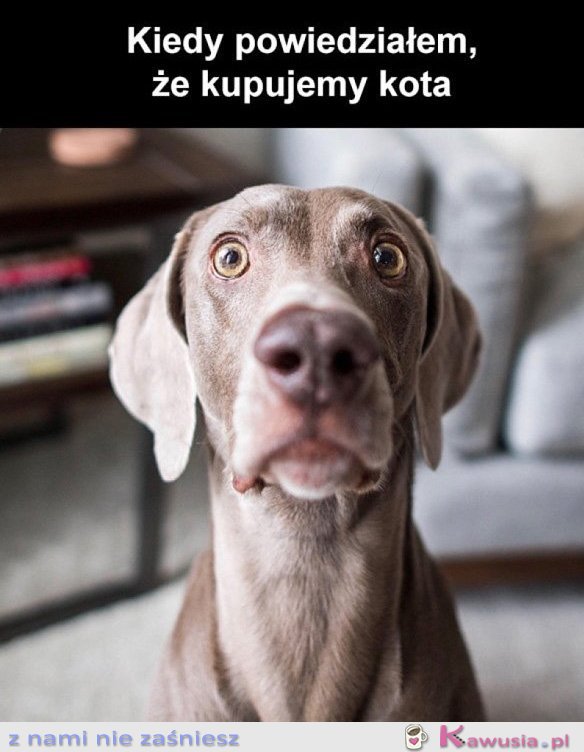 Chyba kupimy sobie kotka