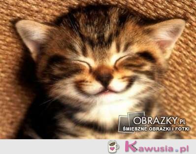 Uśmiechnięta kocia