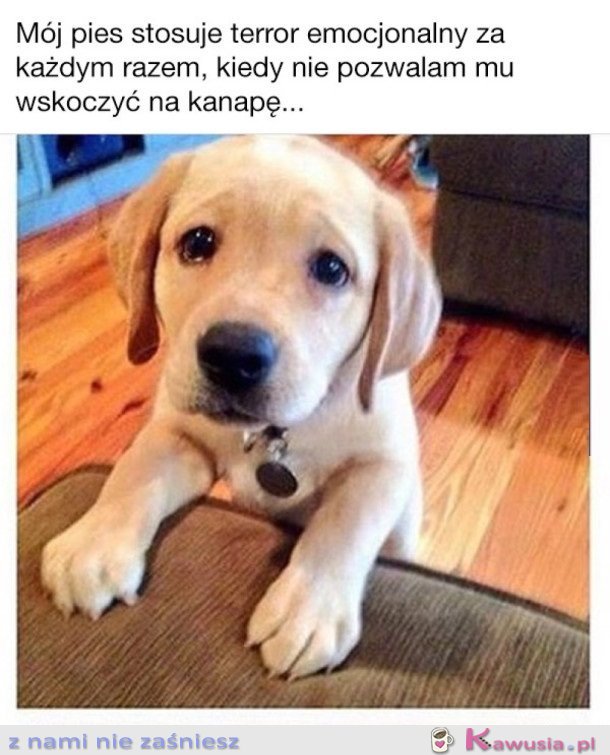 WSZYSTKIE PIESKI TAKIE SĄ