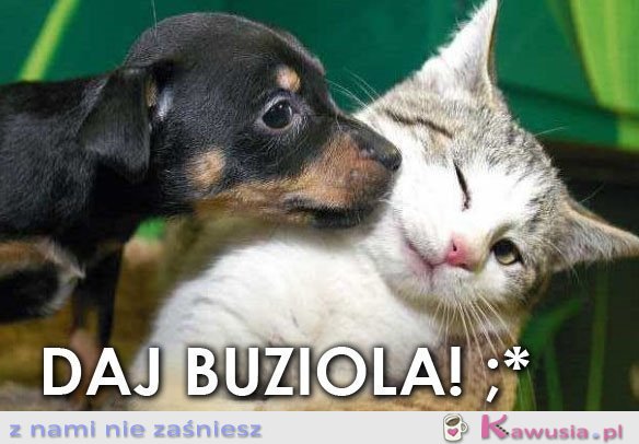 Daj buziola