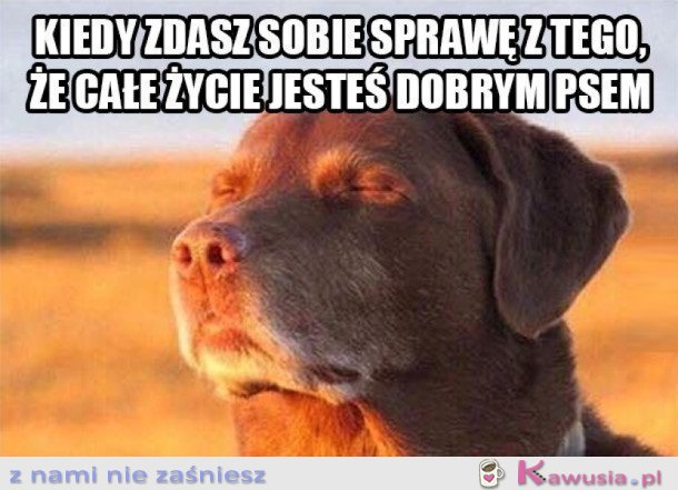CAŁE ŻYCIE BYŁEM DOBRYM PSEM