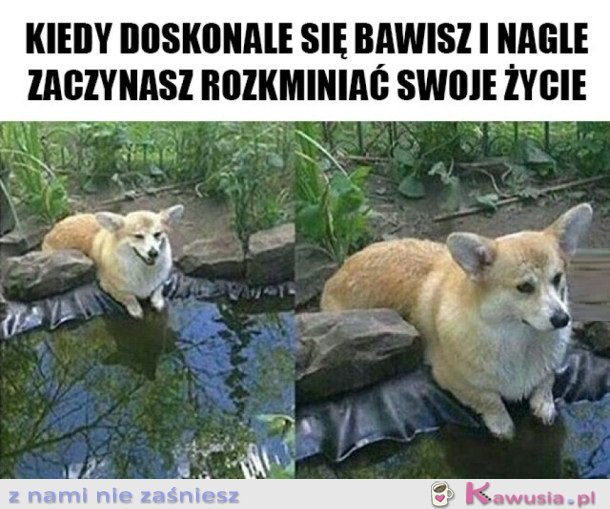 I OD RAZU HUMOR ZEPSUTY