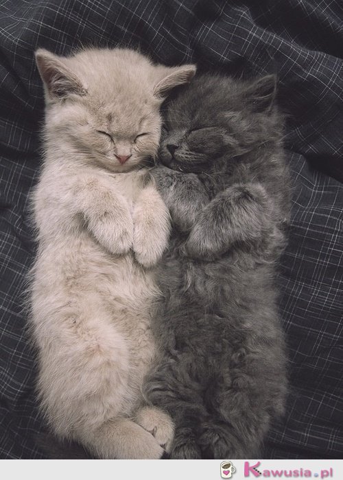 Słodko śpią kociaki