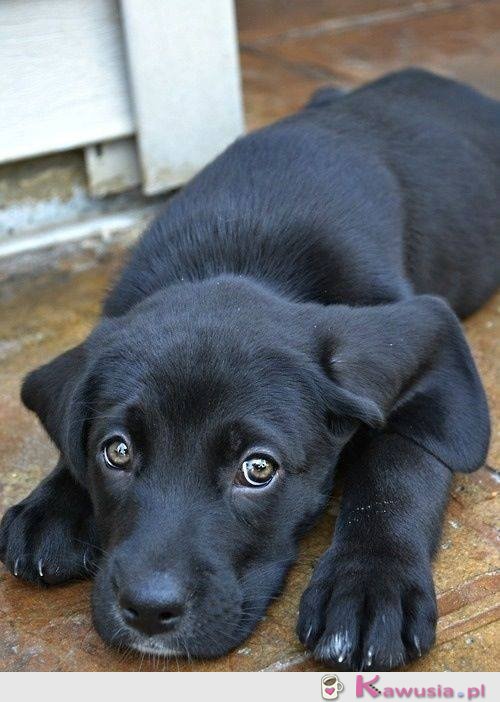 Jemu wybaczysz nawet zniszczonego buta