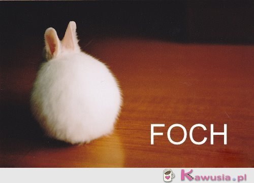 FOCH!