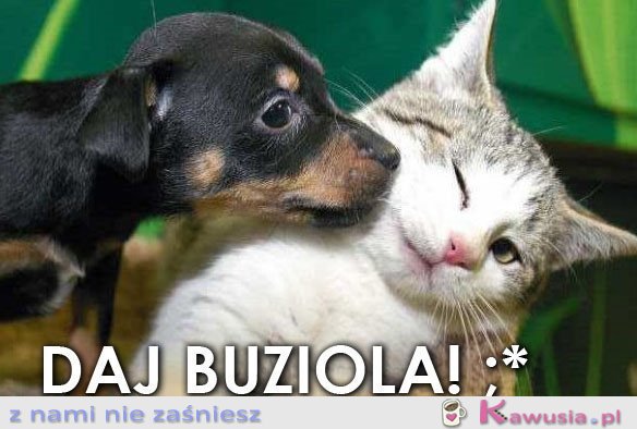 Daj buziola