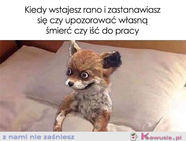 Kiedy wstajesz rano i zastanawiasz się...