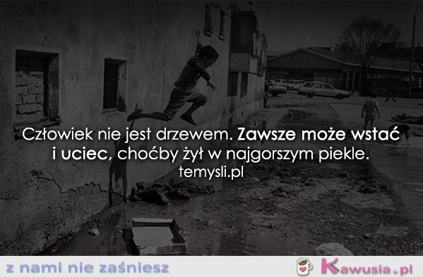 Człowiek nie jest drzewem