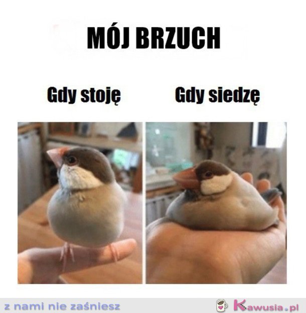 MÓJ BRZUCH