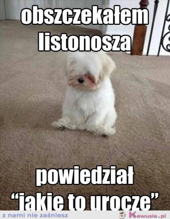 Problemy małych psów