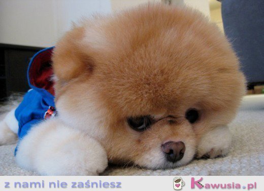 Słodziak 