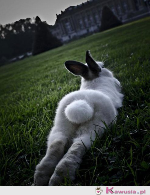 Relaks