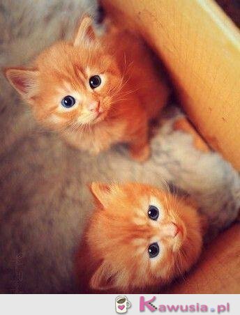 Słodkie kociaki