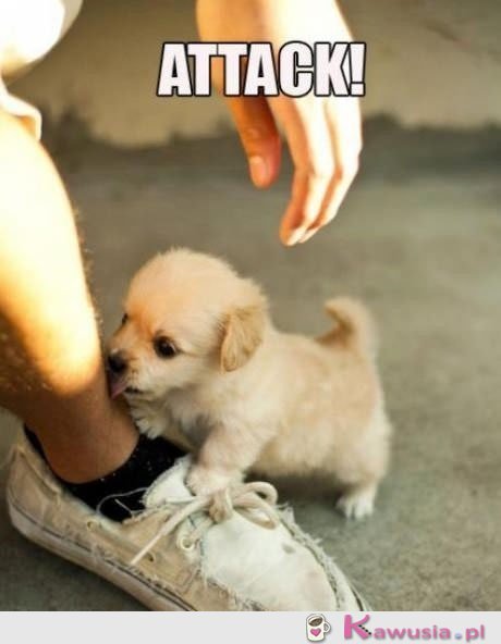 Attack!