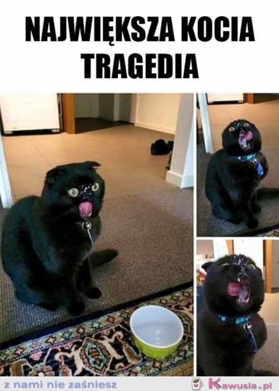 Największa tragedia każdego kotka
