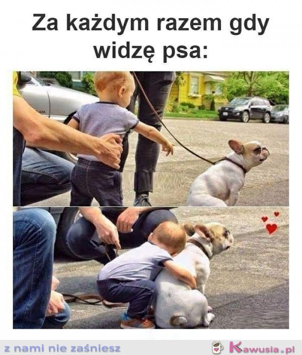 Za każdym razem gdy widzę psa
