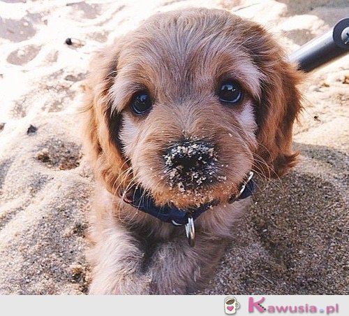Ale słodki psiak