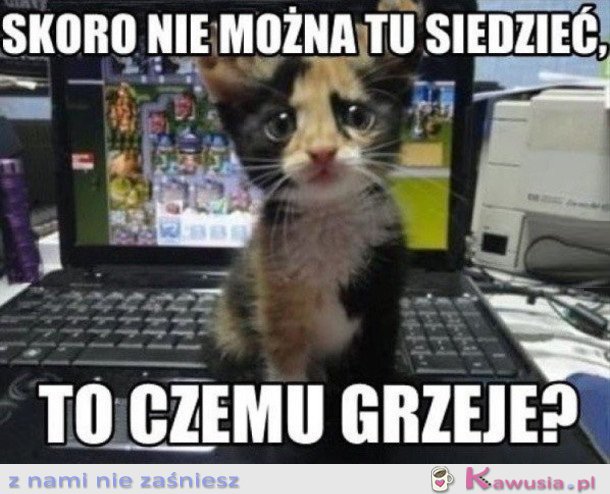 KOTEK SIEDZI NA LAPTOPIE