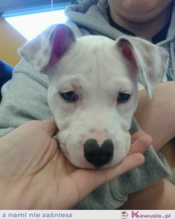 Najsłodszy pitbull na świecie
