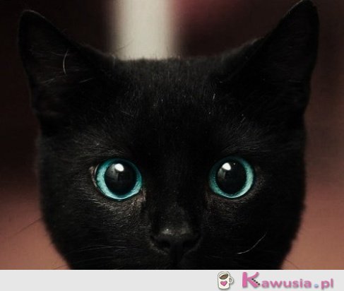 Kocie spojrzenie