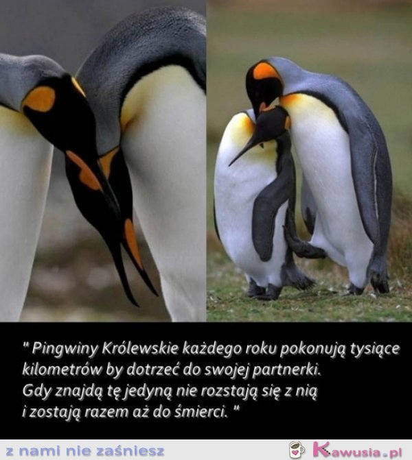 Pingwiny królewskie