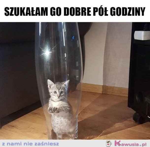 Kot mi się schował