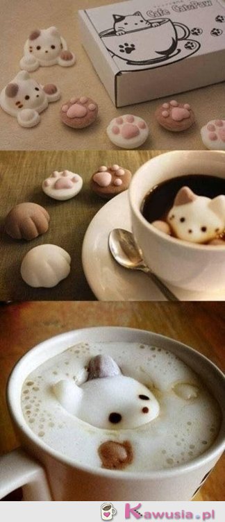 Kawowe kotki