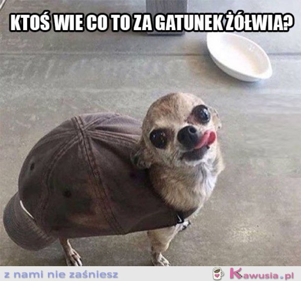 DZIWNY ŻÓŁW
