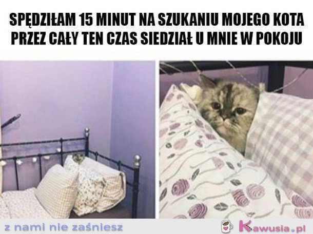 KOTEK MI SIĘ SCHOWAŁ