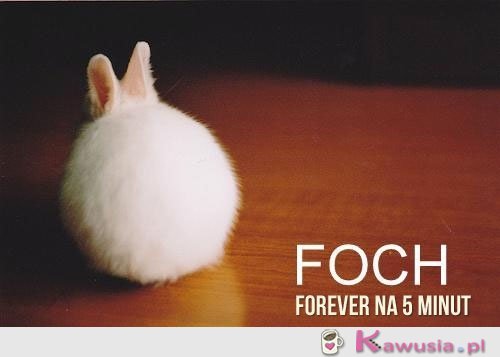 Foch forever na 5 minut