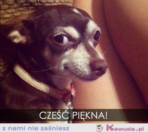 Cześć piękna