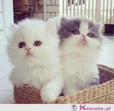 Słodkie kociaki