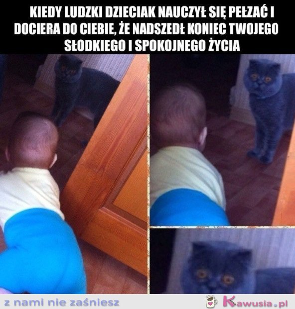 DZIECKO I KOT