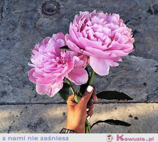 Peonie