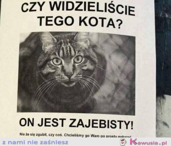 Czy widział ktoś tego kotka?