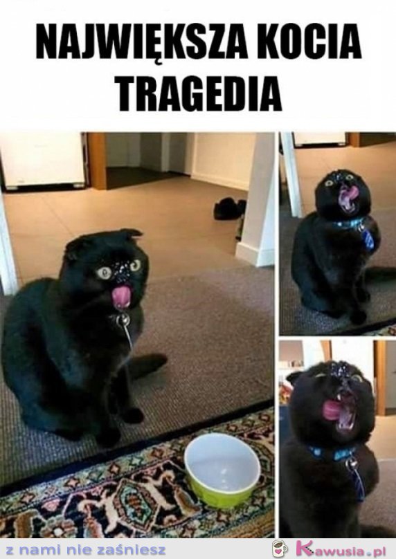 Największa tragedia każdego kotka
