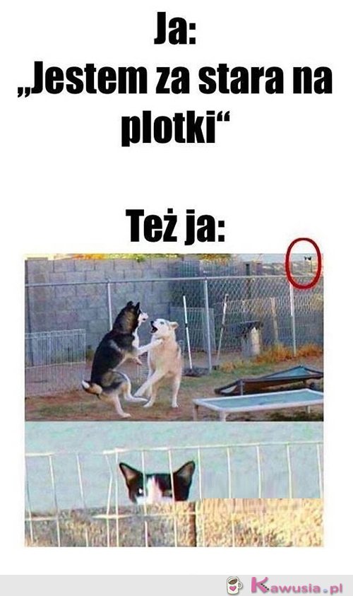 Ale popatrzeć mogę...
