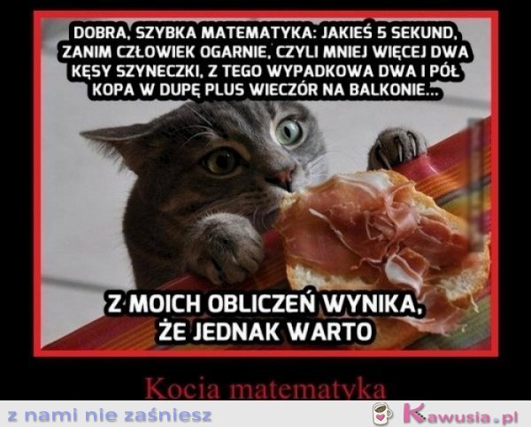Kocia matematyka