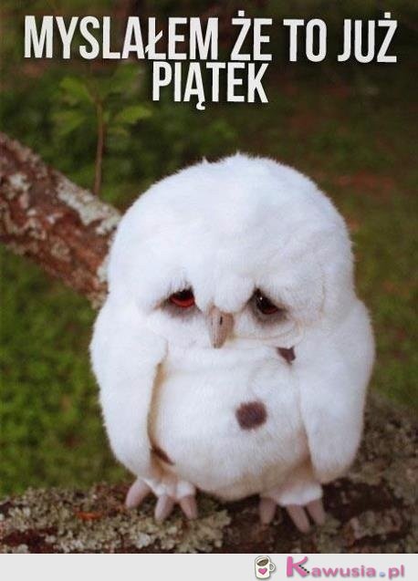 Myślałem, że to już piątek