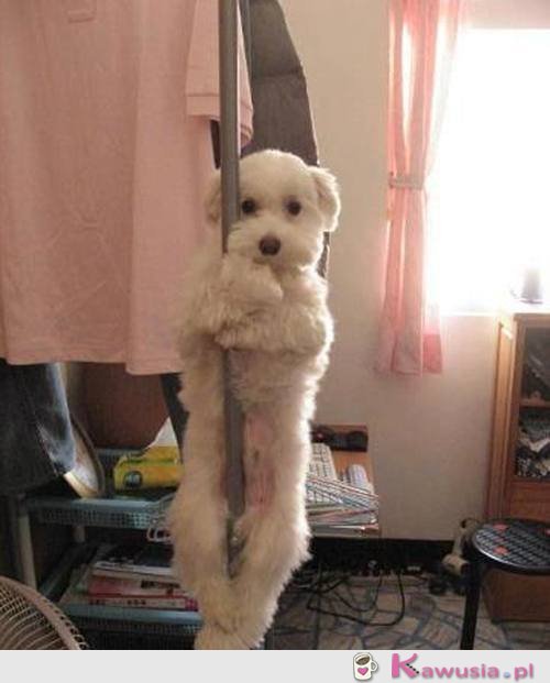 Pole dance