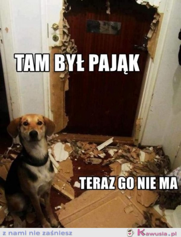Tam był pająk