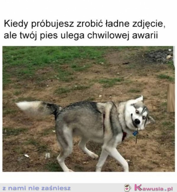 Pieseł mi się popsuł