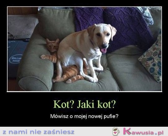 Kot? Jaki Kot?