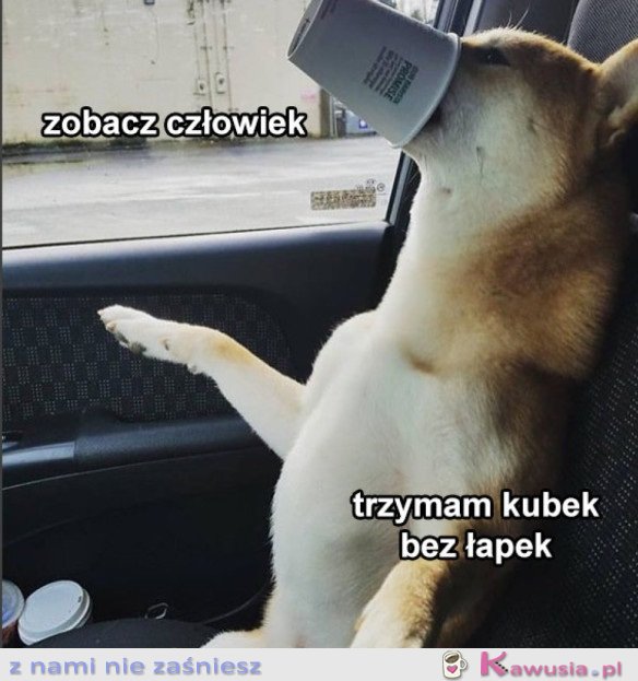 NO TYLKO ZOBACZ