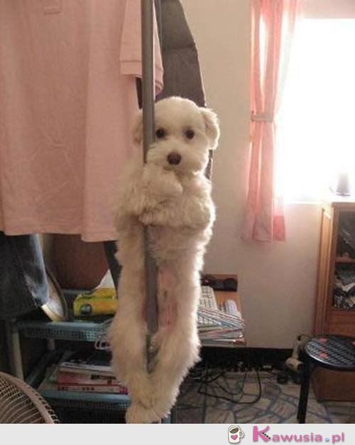 Pole dance