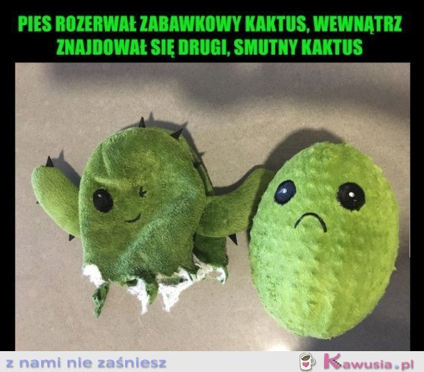 ROZERWANY KAKTUS