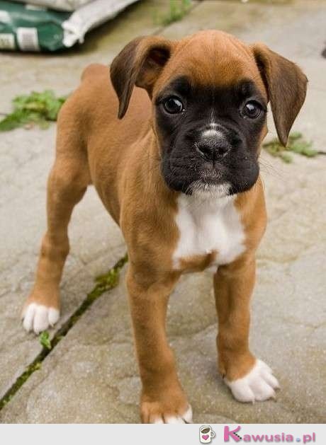 Boxer