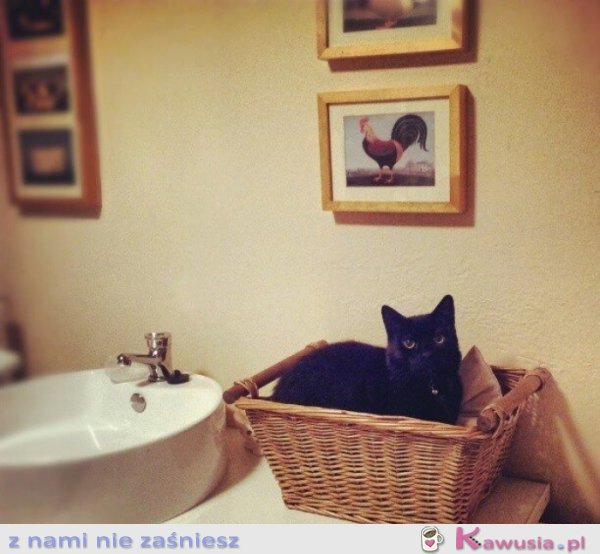 Elegancka miejsc&oacute;wka w koszyku